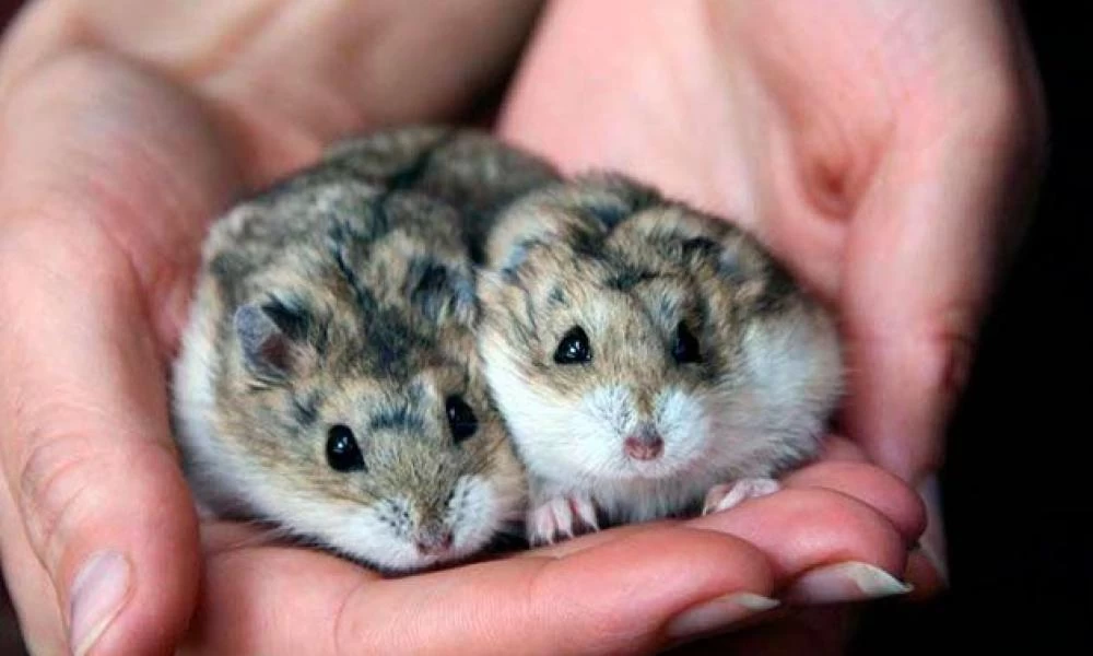 Χονγκ Κονγκ: Ανοίγουν ξανά τα pet shops που πωλούν χάμστερ